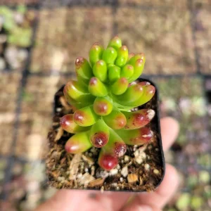 Sedum rubrotinctum Jelly Bean Succulent Plant - Live Plant, Easy Care - Image 5