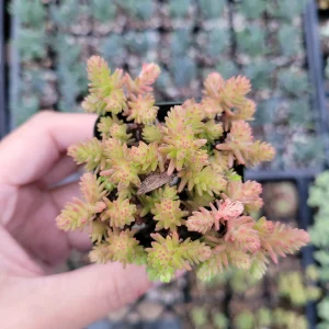 Sedum Sexangulare Tasteless Stonecrop Succulent Plant - Live Perennial - Image 2