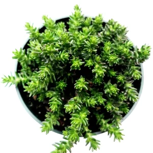 Sedum Sexangulare Tasteless Stonecrop Succulent Plant - Live Perennial - Image 1