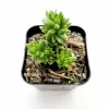 Sedum 'Spiral Staircase' Succulent Live Plant - Drought-Tolerant, Easy Care - Image 1