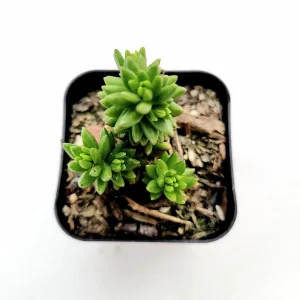 Sedum 'Spiral Staircase' Succulent Live Plant - Drought-Tolerant, Easy Care - Image 2