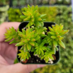 Sedum 'Spiral Staircase' Succulent Live Plant - Drought-Tolerant, Easy Care - Image 3