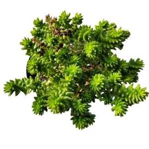 Sedum 'Spiral Staircase' Succulent Live Plant - Drought-Tolerant, Easy Care - Image 5