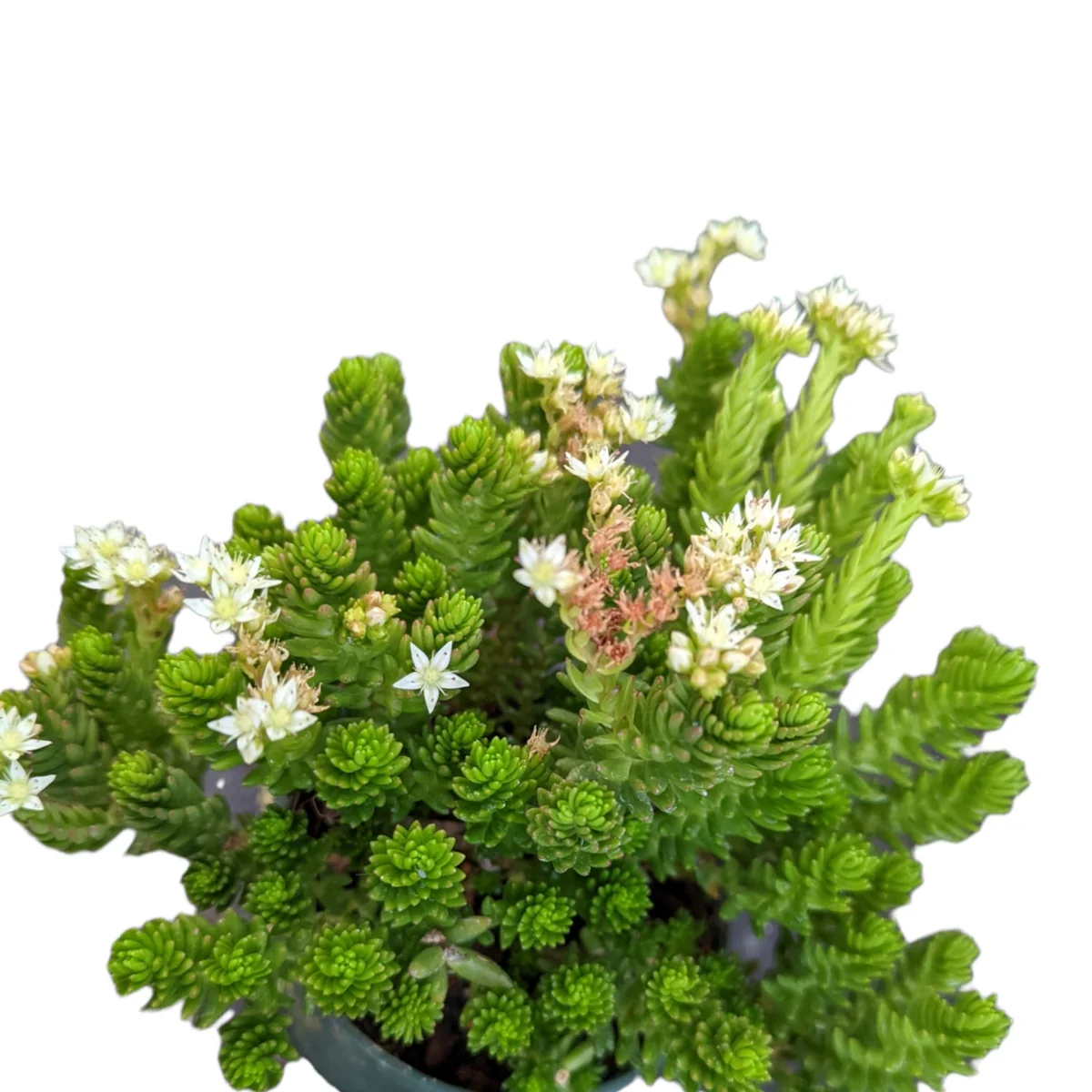 Sedum 'Spiral Staircase' Succulent Live Plant - Drought-Tolerant, Easy Care - Image 6