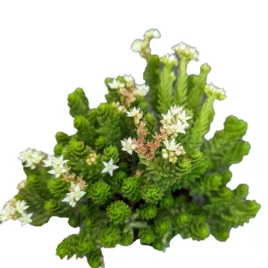 Sedum 'Spiral Staircase' Succulent Live Plant - Drought-Tolerant, Easy Care - Image 7