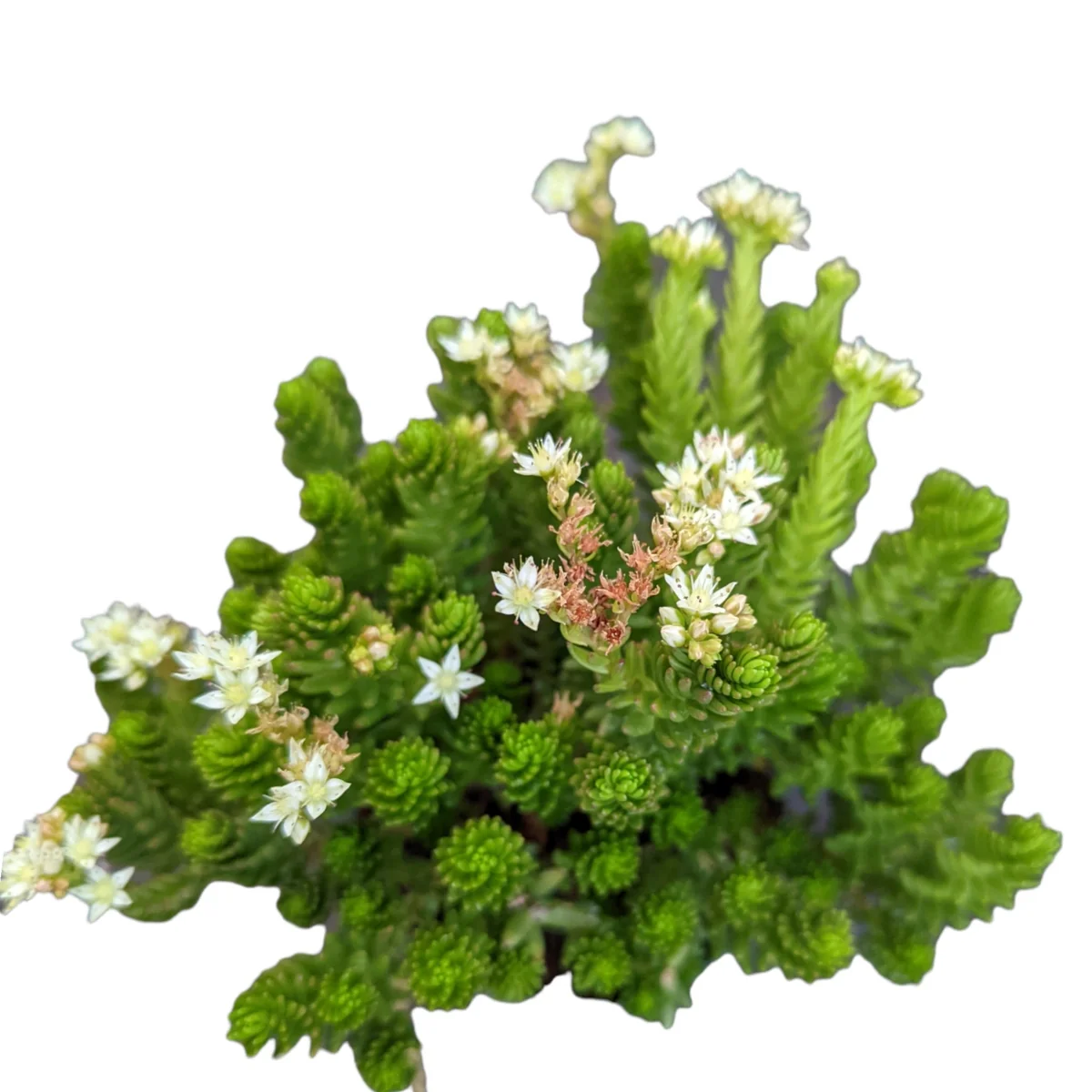 Sedum 'Spiral Staircase' Succulent Live Plant - Drought-Tolerant, Easy Care - Image 7