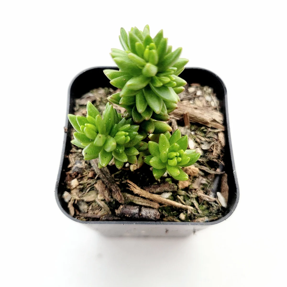Sedum 'Spiral Staircase' Succulent Live Plant - Drought-Tolerant, Easy Care - Image 1