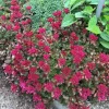 Sedum Spurium 'Fuldaglut' Live Plant - Bronze-Red Stonecrop, Low-Growing Perennial for Outdoor Gardens - Image 1