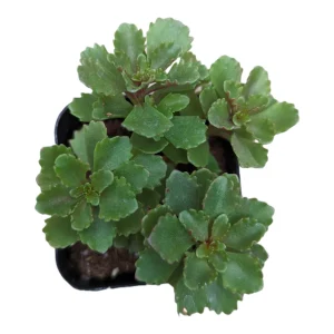 Sedum takesimense Succulent Live Plant - Drought Tolerant Perennial - Image 3