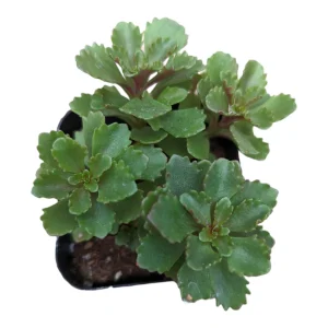 Sedum takesimense Succulent Live Plant - Drought Tolerant Perennial - Image 4