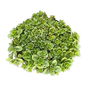 Sedum takesimense Succulent Live Plant - Drought Tolerant Perennial - Image 6