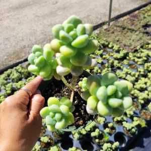 Sedum treleasei Live Succulent Plant – Drought Tolerant Indoor/Outdoor - Image 2