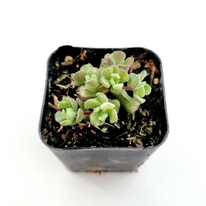 Sedum versadense Korean Succulent Live Plant - Drought Tolerant - Image 2