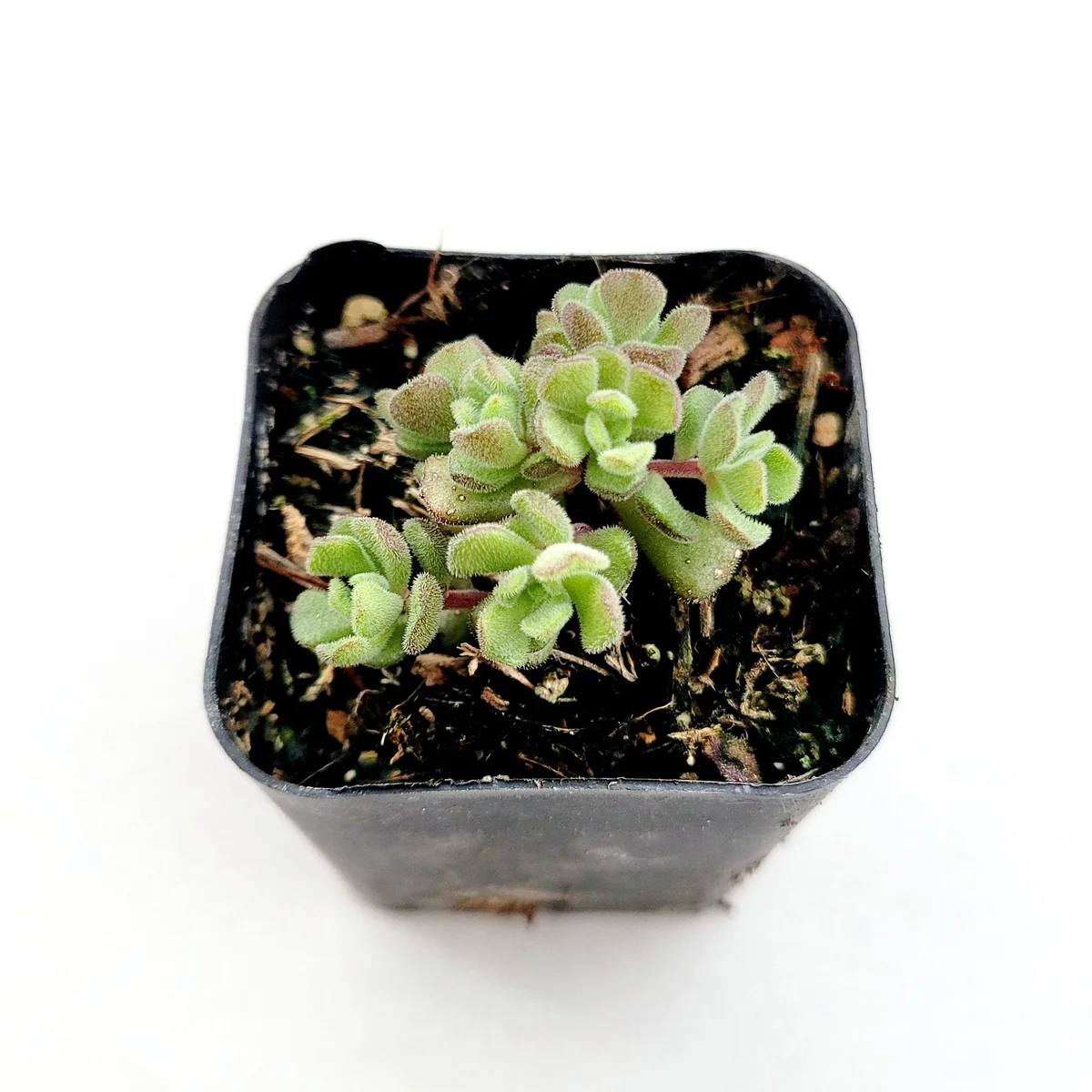 Sedum versadense Korean Succulent Live Plant - Drought Tolerant - Image 2