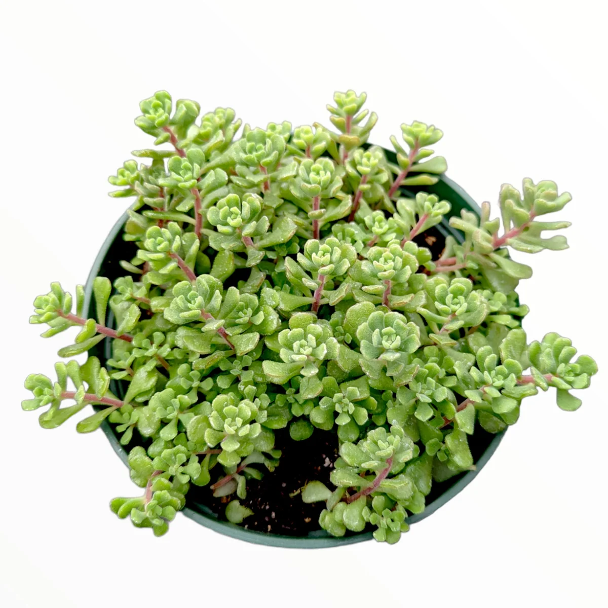 Sedum versadense Korean Succulent Live Plant - Drought Tolerant - Image 6