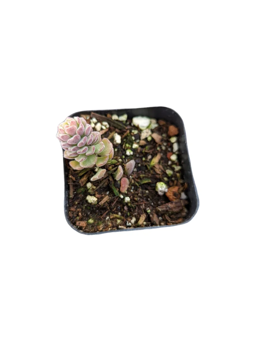 Sedum versadense Korean Succulent Live Plant - Drought Tolerant - Image 9