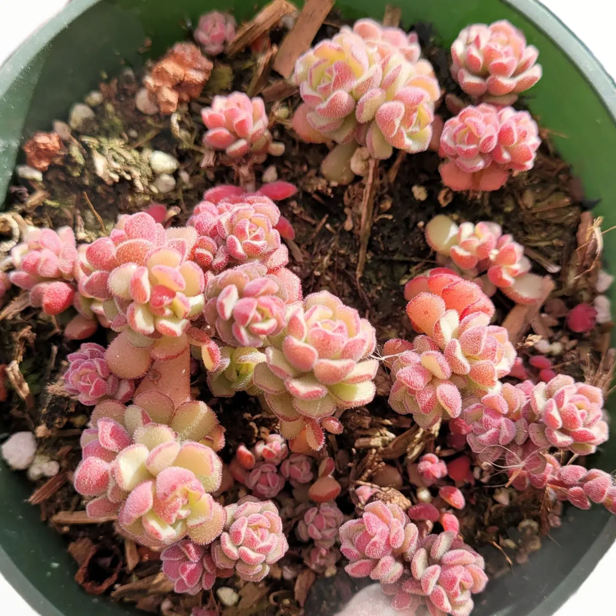 Sedum versadense Korean Succulent Live Plant - Drought Tolerant - Image 1