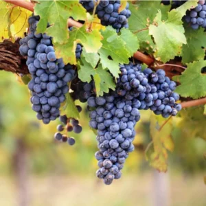 Seedless Grape Live Starter Plant - Purple Grapes, Sweet Berries, 6-8 Inch Tall, 4 Inch Pot - Image 1