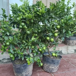 Seedless Lemon Tree Live Plant – 3 Ft Tall, 5 Gallon Pot, Fruit Grafted - Image 1