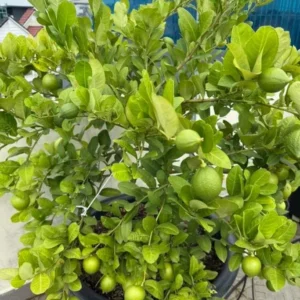 Seedless Lemon Tree Live Plant – 3 Ft Tall, 5 Gallon Pot, Fruit Grafted - Image 4