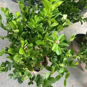 Seedless Lemon Tree Live Plant – 3 Ft Tall, 5 Gallon Pot, Fruit Grafted - Image 5