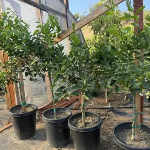 Seedless Lemon Tree Live Plant – 3 Ft Tall, 5 Gallon Pot, Fruit Grafted - Image 8