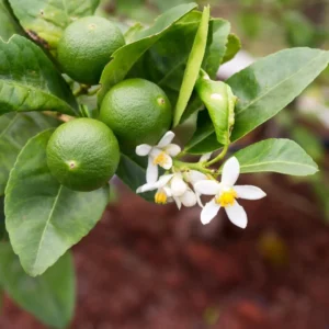 Seedless Lime Live Plant - 3 Ft Tall in 5 Gallon Pot - Indoor/Outdoor Fruit Tree - Image 1