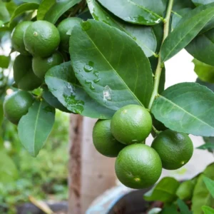Seedless Lime Live Plant - 3 Ft Tall in 5 Gallon Pot - Indoor/Outdoor Fruit Tree - Image 5