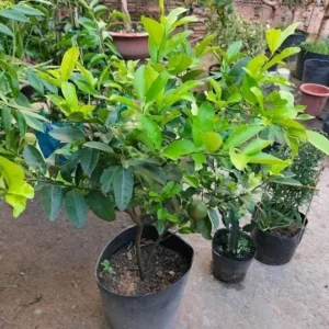 Seedless Lime Live Plant - 3 Ft Tall in 5 Gallon Pot - Indoor/Outdoor Fruit Tree - Image 6