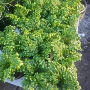 Selaginella Frosty Fern Live Plant - 2 inch Pot - Tropical Terrarium Houseplant - Image 2