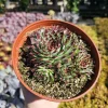 Sempervivum 'Wilderness Glow' - 6in Hens and Chicks Houseleek - Image 1