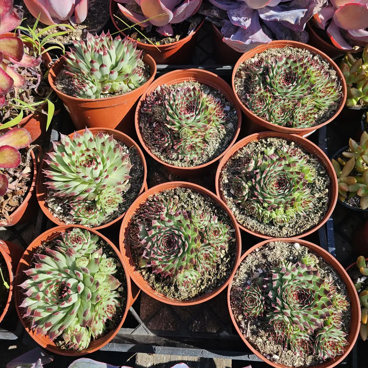 Sempervivum 'Wilderness Glow' - 6in Hens and Chicks Houseleek - Image 2