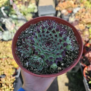 Sempervivum 'Wilderness Glow' - 6in Hens and Chicks Houseleek - Image 3
