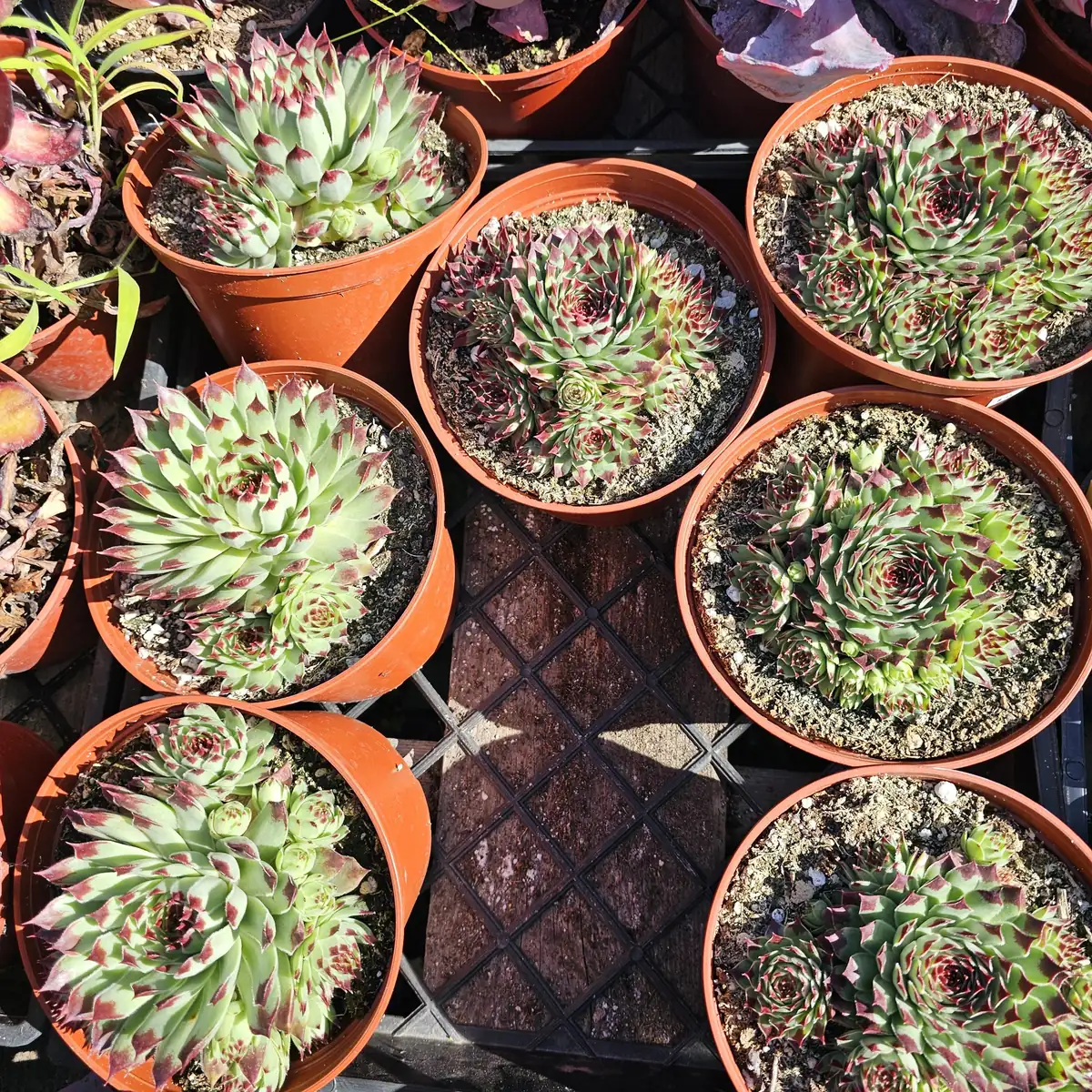 Sempervivum 'Wilderness Glow' - 6in Hens and Chicks Houseleek - Image 4
