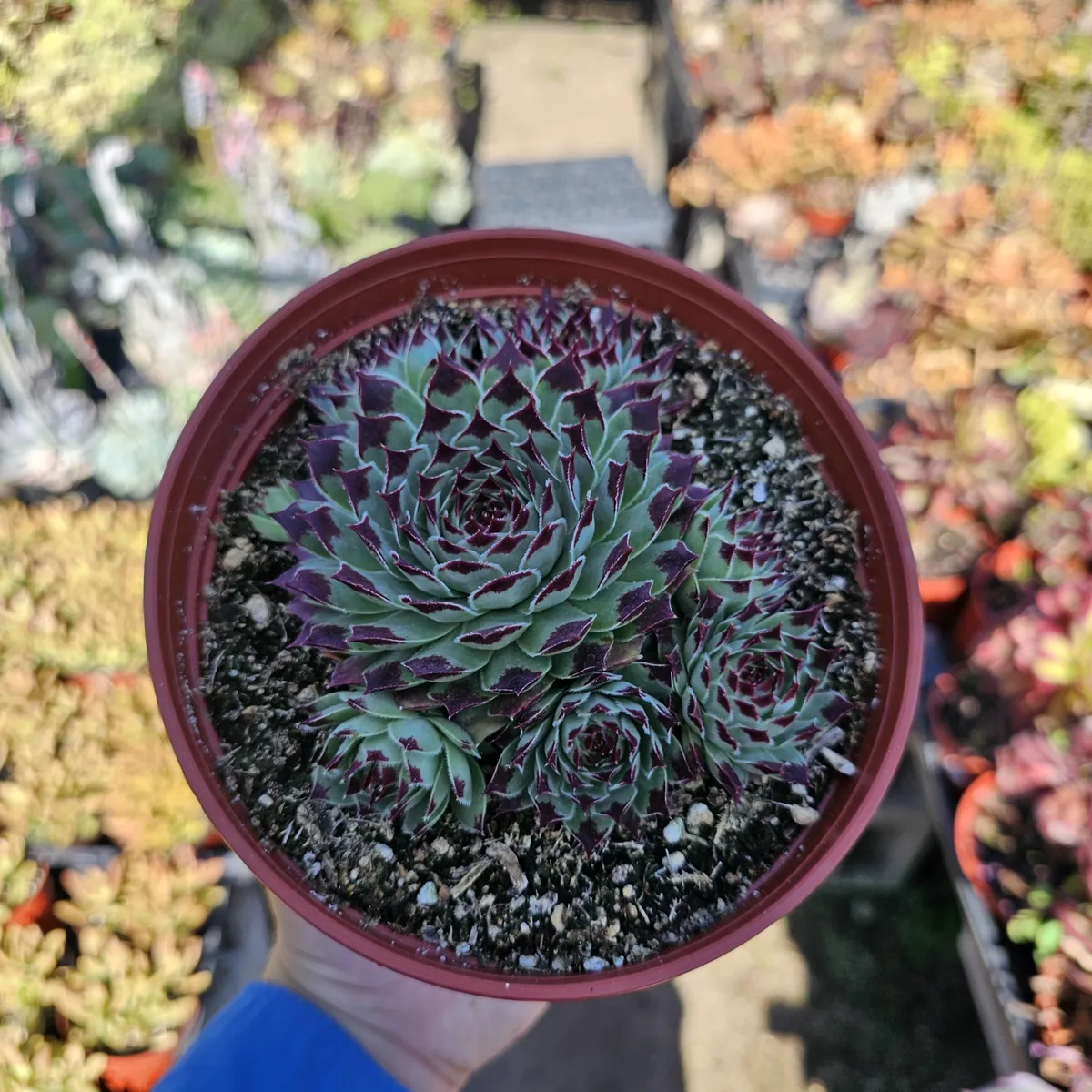 Sempervivum 'Wilderness Glow' - 6in Hens and Chicks Houseleek - Image 5