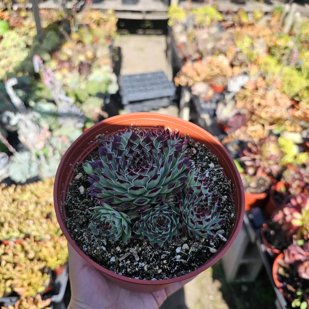 Sempervivum 'Wilderness Glow' - 6in Hens and Chicks Houseleek - Image 6