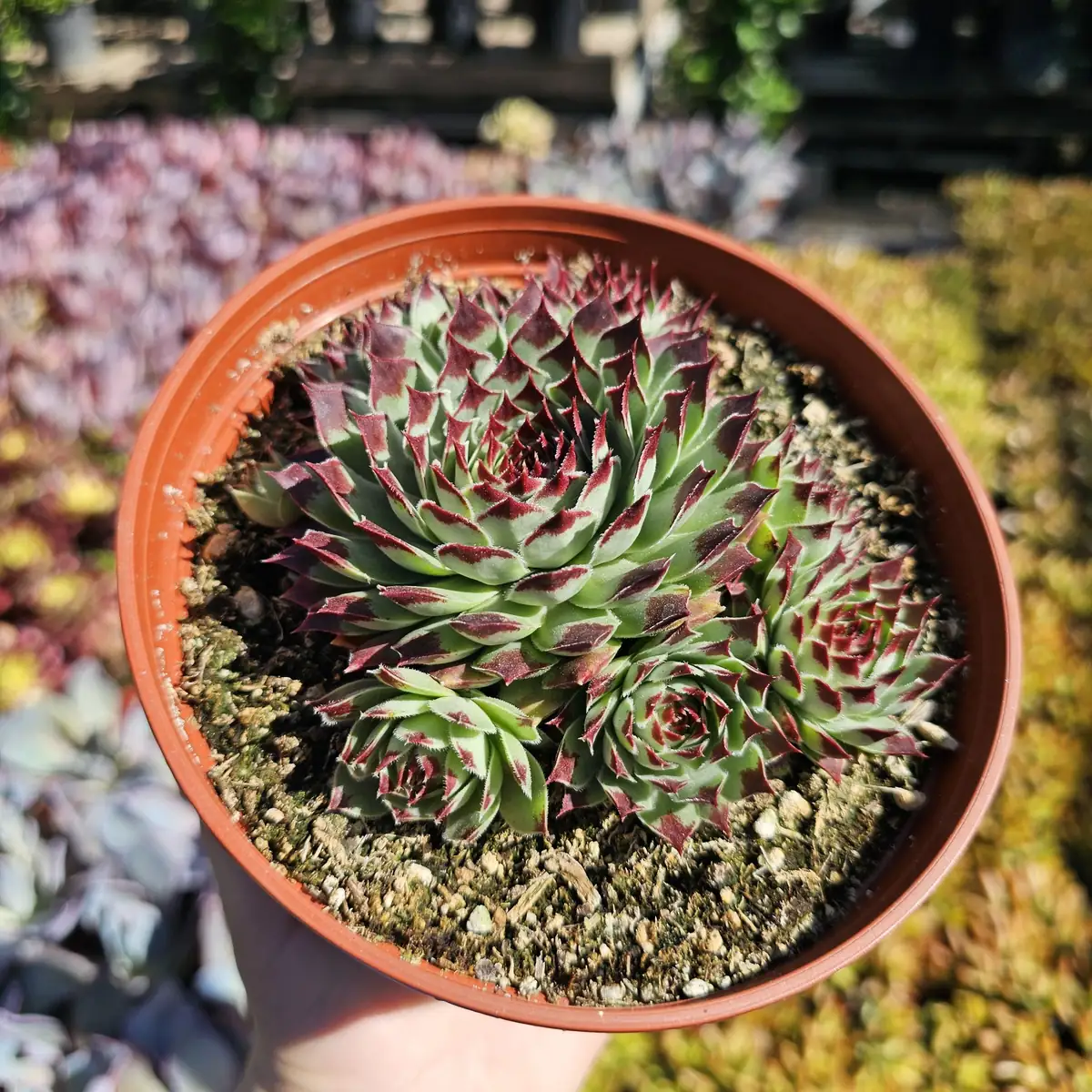 Sempervivum 'Wilderness Glow' - 6in Hens and Chicks Houseleek - Image 1