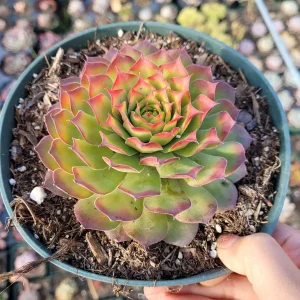 Sempervivum Chick Charms Gold Nugget Succulent Plant – Live Succulent - Image 3