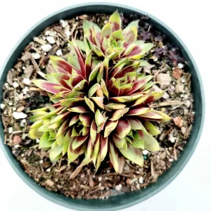 Sempervivum Chick Charms Gold Nugget Succulent Plant – Live Succulent - Image 6