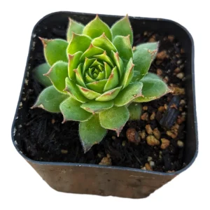 Sempervivum Chick Charms Gold Nugget Succulent Plant – Live Succulent - Image 8