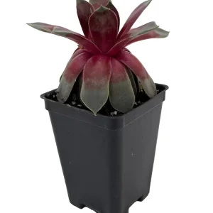 Sempervivum Chick Charms Steel Appeal Live Plant – Hens & Chicks Succulent – 2.5