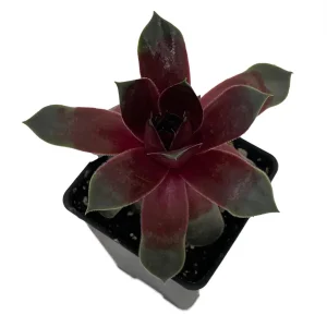 Sempervivum Chick Charms Steel Appeal Live Plant – Hens & Chicks Succulent – 2.5