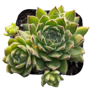Sempervivum Chick Charms Sugar Simmer Live Succulent Plant - Drought Tolerant - Image 7
