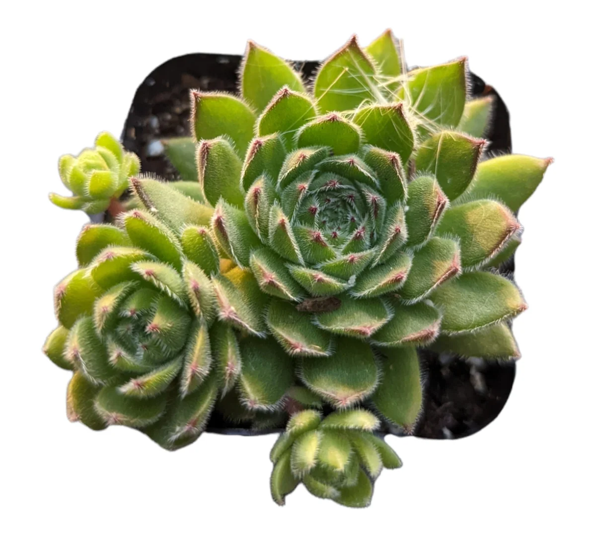 Sempervivum Chick Charms Sugar Simmer Live Succulent Plant - Drought Tolerant - Image 7