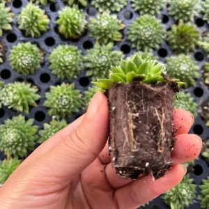 Sempervivum Colorockz Hens & Chicks Live Succulent Plant 1 inch Plug Hardy Outdoor - Image 10