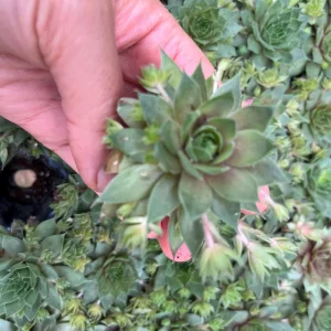 Sempervivum Colorockz Hens & Chicks Live Succulent Plant 1 inch Plug Hardy Outdoor - Image 3