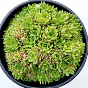 Sempervivum 'Cornelia' Succulent Live Plant - Hardy & Drought-Tolerant - Image 2