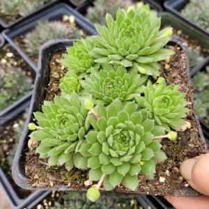 Sempervivum 'Cornelia' Succulent Live Plant - Hardy & Drought-Tolerant - Image 5