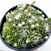 Sempervivum 'Hurricane' Succulent Live Plant - Drought-Tolerant, Easy Care - Image 1