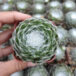 Sempervivum 'Hurricane' Succulent Live Plant - Drought-Tolerant, Easy Care - Image 6